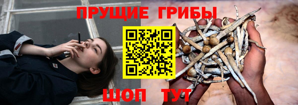 Гусиноозёрск  закладки  Вход с VPN  Галлюциногенные грибы MAGIC MUSHROOMS 